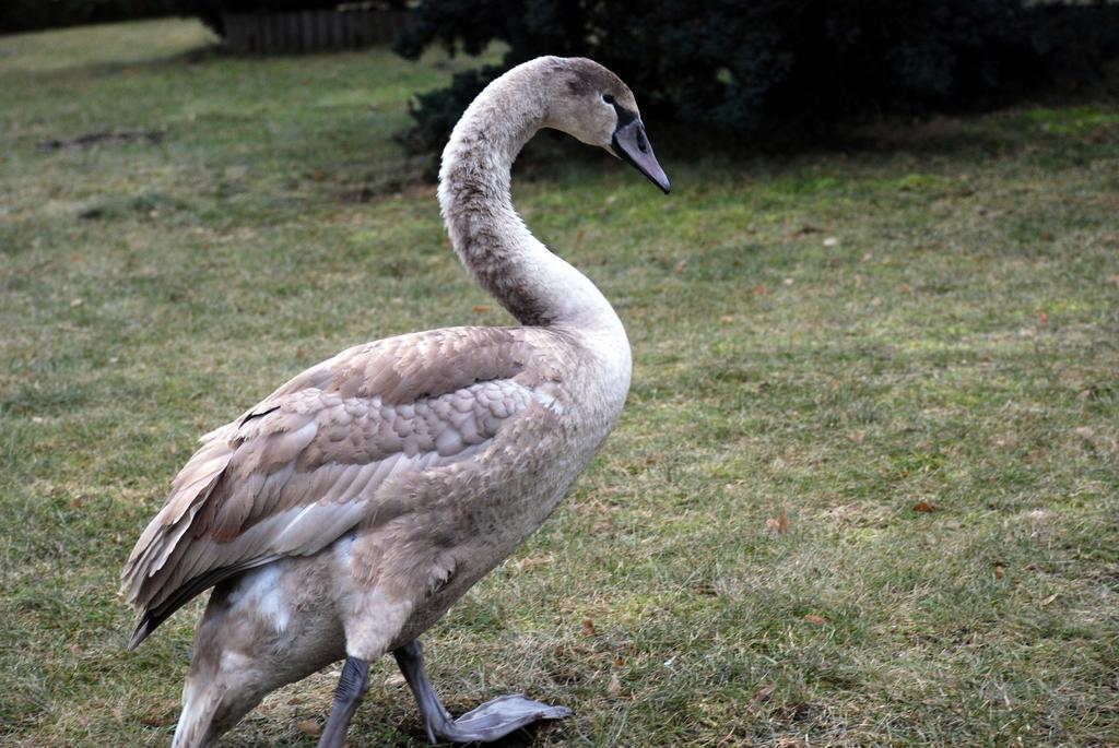 Natura Apartamenty Swaderki Exteriér fotografie