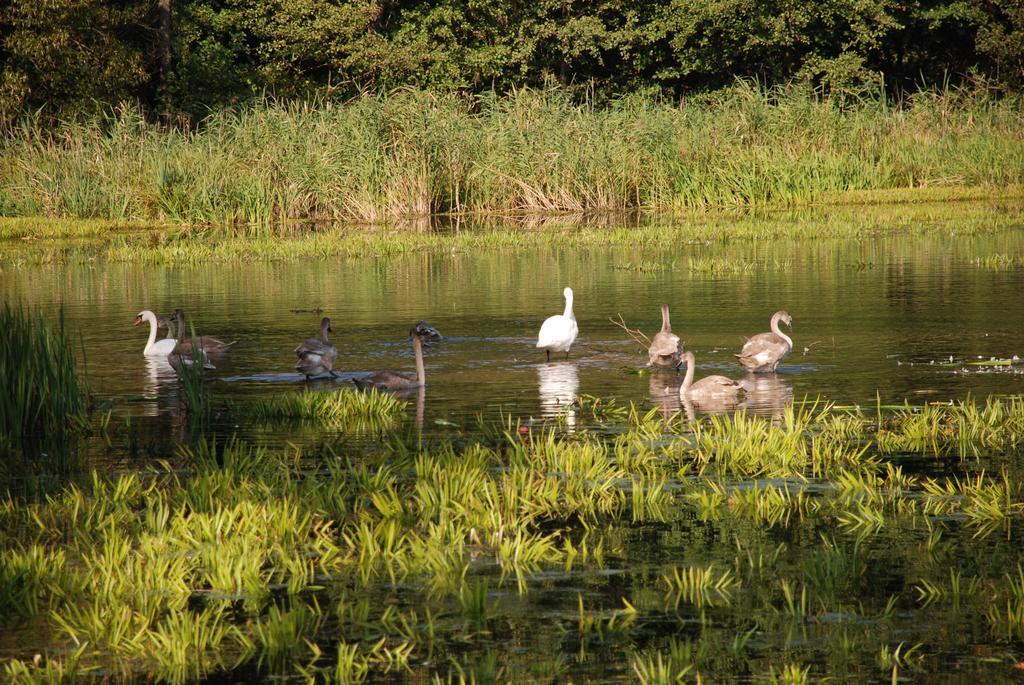 Natura Apartamenty Swaderki Exteriér fotografie