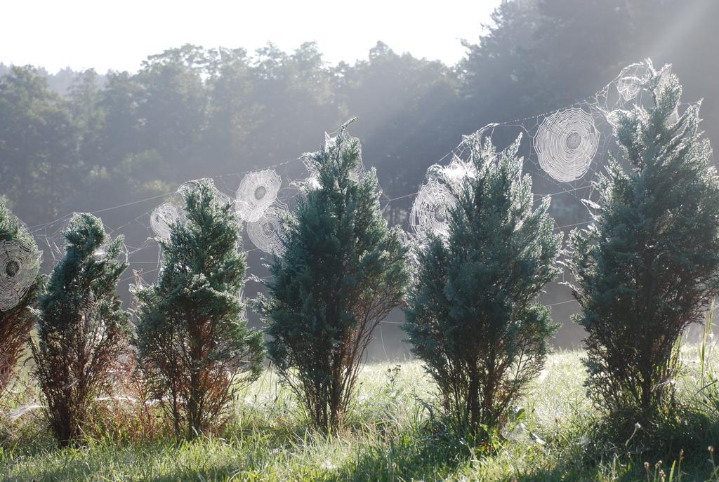 Natura Apartamenty Swaderki Exteriér fotografie