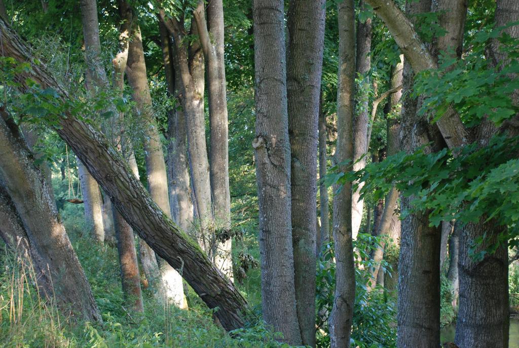 Natura Apartamenty Swaderki Exteriér fotografie